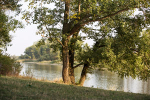 Deciduous tree on the riverbank in the evening mood Deciduous tree on the riverbank in the evening mood